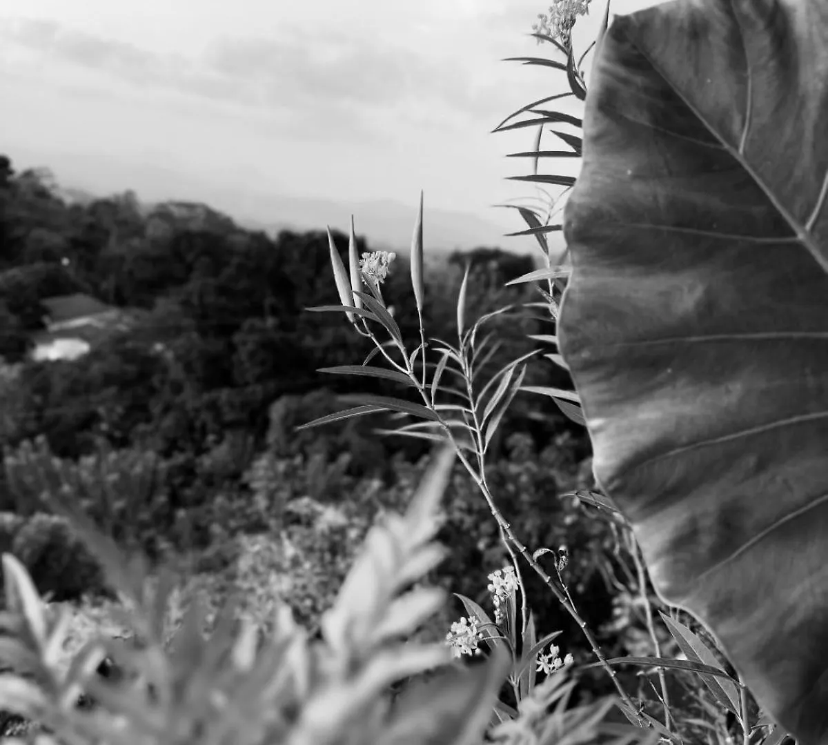 Pekoetrails Hantana Homestay Kandy 0*,