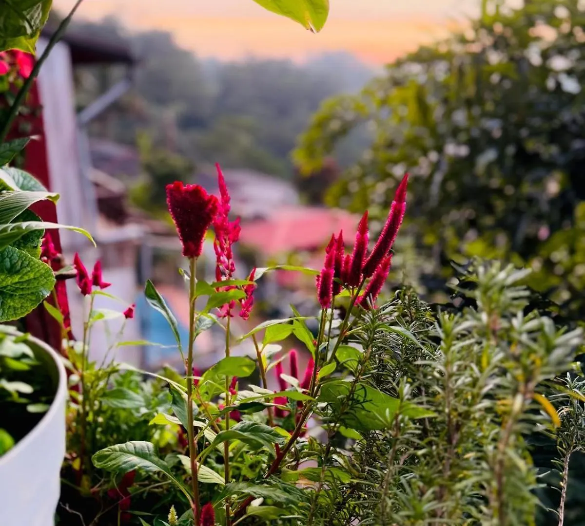 Pekoetrails Hantana Homestay Kandy