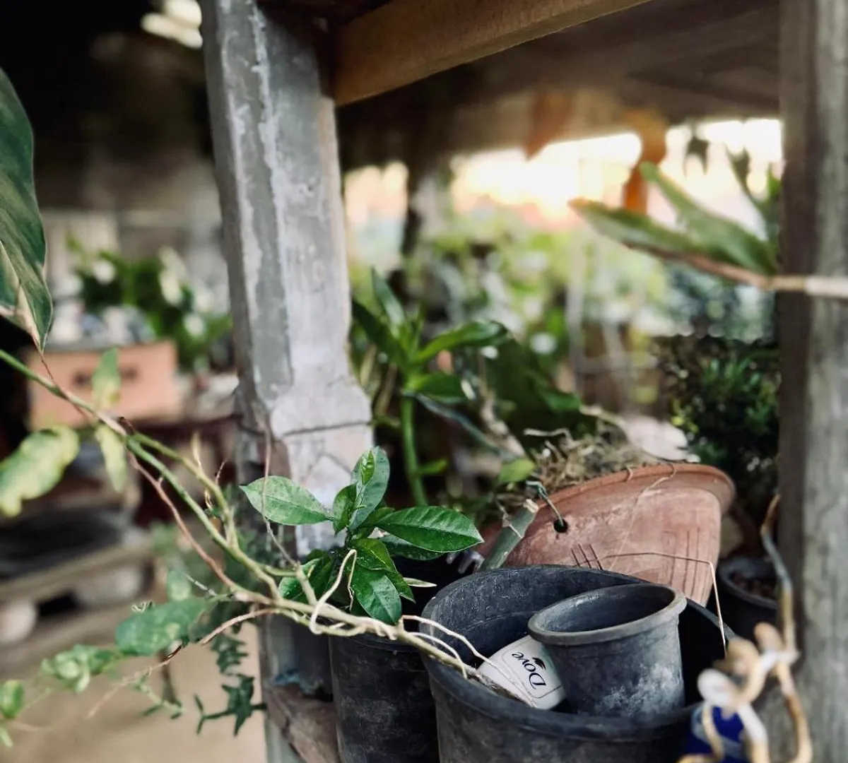 Pekoetrails Hantana Homestay Kandy Sri Lanka